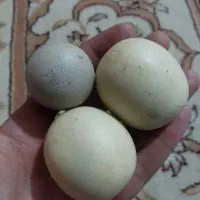 سنگ طبیعی