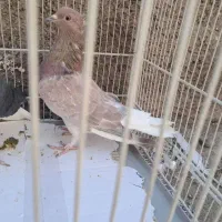 حراج دم سفید پرخال سیاه