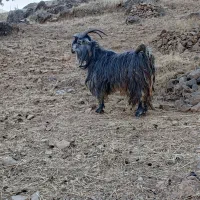 بهده|حیوانات مزرعه|دزپارت, |دیوار