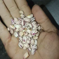 لوبیا چیتی درجه ۱