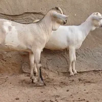 دوقلو نرو ماده سومالی