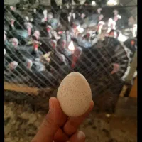 تخم بوقلمون نطفه دار