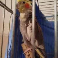 عروس هلندی مولد