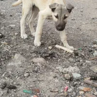 واگذاری توله نر سرابی|سگ|اردبیل, |دیوار