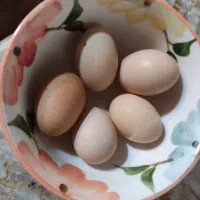 تخم مرغ نطفه دار نژاد دار