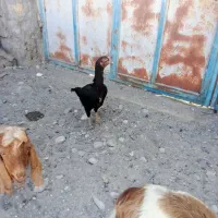 مرغ لاری|حیوانات مزرعه|شمیل, |دیوار