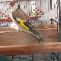 سهره جوجه سال مس بزن چنگ پاسفید