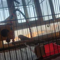 یک جفت مرغ عشق|پرنده|مهریز, |دیوار