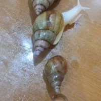 حلزون تخم گذار واگذار میشه