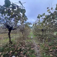 فروش-باغ-کیوی-6000متری