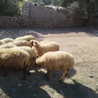 میش جوان آبستن