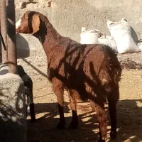 یک عدد بز با بزغاله ماده و سه عدد بزغاله