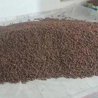 فروش خرمای ریزه خاصویی