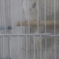 عروس هلندی نر دوکت|پرنده|شوط, |دیوار