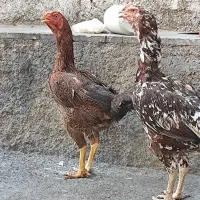 مرغ لاری