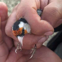 سهره ناخون سفیدنژادابلغ