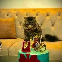 گربه پرشین فت