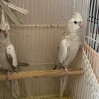 عروس هلندی زیبا نر 5 ماهه