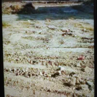 زمین-استقلال