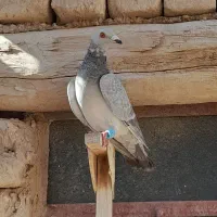 کبوتر|پرنده|شیبکوه (فارس), |دیوار