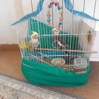 عروس هلندی