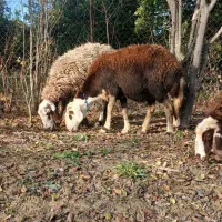 گوسفند میش بروجردی و بره قوچ عروسک|حیوانات مزرعه|گرگان, |دیوار