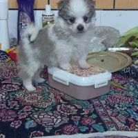 سگ شیتزو پامر