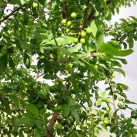 باغ ویلا|فروش خانه و ویلا|لالجین, |دیوار