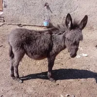 کره الاغ ماده آرام دستی  ۴ ماهه گله ای