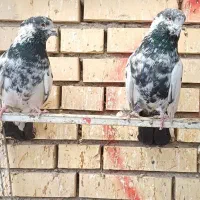 کفتر نروماده