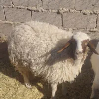 دو عدد بزغاله نر یک عدد بره ماده|حیوانات مزرعه|طبس, |دیوار