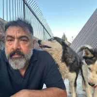 واگذاری هاسکی نر و ماده عقیم شده