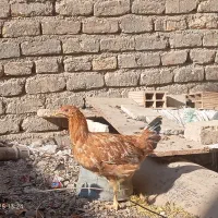 نوچه مرغ و خروس پنج ماه|حیوانات مزرعه|کهک, |دیوار