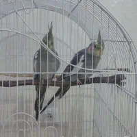عروس هلندی