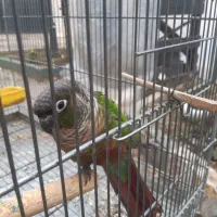 گرینچیک|پرنده|فومن, |دیوار