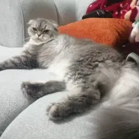 گربه اسکاتیش ۱/۵ ساله