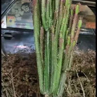 گل و گیاه اپارتمانی طبیعی شاداب و اینده دار|گل و گیاه طبیعی|مشهد, شاهد (شهرک غرب)|دیوار