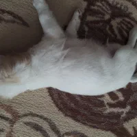 واگذاری توله سگ شیتزو|سگ|بومهن, |دیوار