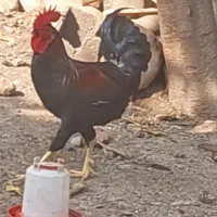 خروس