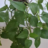 گل های پیتوس|گل و گیاه طبیعی|اسلام‌شهر, شهرک سعیدیه|دیوار