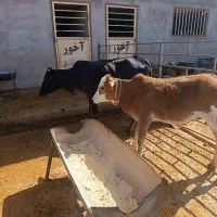 گاو و گوساله|حیوانات مزرعه|خرمآباد, |دیوار