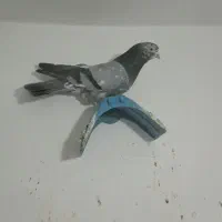 سور زرد وسور سبز نر بازیکن