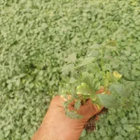 فروش انواع نشاء گوجه ،هندوانه ،بادمجان