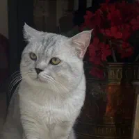 گربه بریتیش سیلور اصیل وارداتی برای جفتگیری