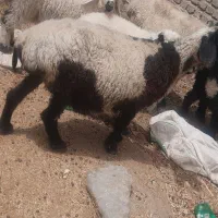 غاز و گوسفند