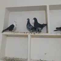 کبوتر پرشی|پرنده|جلگه شوقان, |دیوار