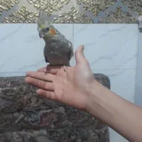 گمشده عروس