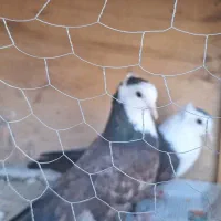 کبوتر کله سفید جوجه طوقی سیاه واکسی جوجه|پرنده|شاهینشهر, فرودگاه هسا|دیوار