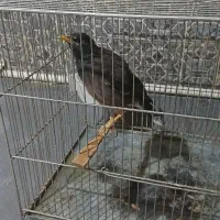 مرغ مینا دستی