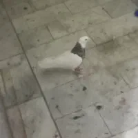 کبوتر|پرنده|سبزوار, اسلام آباد|دیوار